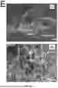 Fig. 07 - FISH LIVER DECELLULARIZED EXTRACELLULAR MATRIX BASED MICROFLUIDIC 3D PRINTING HYDROGEL, AND PREPARATION METHOD AND APPLICATION THEREOF