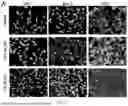 Fig. 09 - FISH LIVER DECELLULARIZED EXTRACELLULAR MATRIX BASED MICROFLUIDIC 3D PRINTING HYDROGEL, AND PREPARATION METHOD AND APPLICATION THEREOF