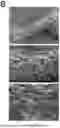 Fig. 10 - FISH LIVER DECELLULARIZED EXTRACELLULAR MATRIX BASED MICROFLUIDIC 3D PRINTING HYDROGEL, AND PREPARATION METHOD AND APPLICATION THEREOF