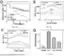 Fig. 15 - FISH LIVER DECELLULARIZED EXTRACELLULAR MATRIX BASED MICROFLUIDIC 3D PRINTING HYDROGEL, AND PREPARATION METHOD AND APPLICATION THEREOF