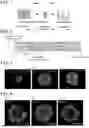 Fig. 02 - METHOD FOR EVALUATING NEPHROTOXICITY