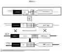 Fig. 08 - BACULOVIRUS EXPRESSION SYSTEM