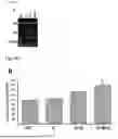 Fig. 06 - COMPOSITIONS AND METHODS USEFUL FOR THE REGULATION OF ABIOTIC STRESS RESPONSES IN HIGHER PLANTS