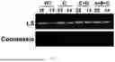 Fig. 09 - COMPOSITIONS AND METHODS USEFUL FOR THE REGULATION OF ABIOTIC STRESS RESPONSES IN HIGHER PLANTS