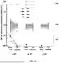 Fig. 06 - IDENTIFICATION OF SOMATIC OR GERMLINE ORIGIN FOR CELL-FREE DNA