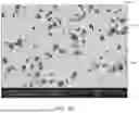 Fig. 03 - LITHIUM-STUFFED GARNET ELECTROLYTES WITH SECONDARY PHASE INCLUSIONS