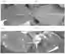 Fig. 01 - METHOD FOR DISINFECTING PLANT