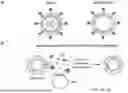 Fig. 02 - METHODS FOR ASSEMBLING PROTEIN-CONJUGATED NANOCARRIER VACCINES