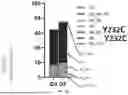 Fig. 12 - METHODS AND COMPOSITIONS FOR ANTI-CD45 BASED NON-GENOTOXIC CONDITIONING