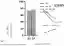 Fig. 14 - METHODS AND COMPOSITIONS FOR ANTI-CD45 BASED NON-GENOTOXIC CONDITIONING