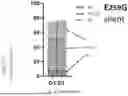 Fig. 16 - METHODS AND COMPOSITIONS FOR ANTI-CD45 BASED NON-GENOTOXIC CONDITIONING