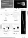Fig. 12 - COMPOSITIONS COMPRISING TEXTURED PATTERNS AND METHODS OF USING THE SAME