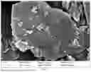 Fig. 02 - A METHOD FOR IMPROVING BIOLOGICAL MANGANESE OXIDATION PERFORMANCE OF MANGANESE-OXIDIZING BACTERIA AND APPLICATION THEREOF