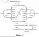 Fig. 02 - LIPID COMPRISING DOCOSAPENTAENOIC