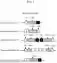Fig. 02 - MATERIALS AND METHODS FOR REDOSING SUBJECTS RECEIVING GENE INSERTION THERAPEUTICS