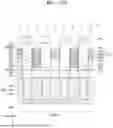 Fig. 43 - INTEGRATED CIRCUIT DEVICE