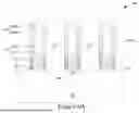 Fig. 08 - FACET-DEPENDENT ADSORPTION FOR PLANARIZATION OF POLYCRYSTALLINE MATERIALS