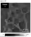 Fig. 09 - STRETCHABLE SEMICONDUCTOR FILM WITH BIOCOMPATIBILITY AND BIO-IMPLANTABLE ELECTRONIC DEVICE USING THE SAME