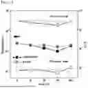 Fig. 32 - STRETCHABLE SEMICONDUCTOR FILM WITH BIOCOMPATIBILITY AND BIO-IMPLANTABLE ELECTRONIC DEVICE USING THE SAME