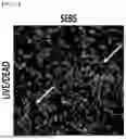 Fig. 40 - STRETCHABLE SEMICONDUCTOR FILM WITH BIOCOMPATIBILITY AND BIO-IMPLANTABLE ELECTRONIC DEVICE USING THE SAME