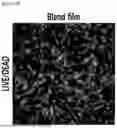 Fig. 41 - STRETCHABLE SEMICONDUCTOR FILM WITH BIOCOMPATIBILITY AND BIO-IMPLANTABLE ELECTRONIC DEVICE USING THE SAME