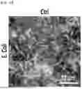 Fig. 47 - STRETCHABLE SEMICONDUCTOR FILM WITH BIOCOMPATIBILITY AND BIO-IMPLANTABLE ELECTRONIC DEVICE USING THE SAME