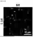 Fig. 48 - STRETCHABLE SEMICONDUCTOR FILM WITH BIOCOMPATIBILITY AND BIO-IMPLANTABLE ELECTRONIC DEVICE USING THE SAME