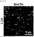 Fig. 50 - STRETCHABLE SEMICONDUCTOR FILM WITH BIOCOMPATIBILITY AND BIO-IMPLANTABLE ELECTRONIC DEVICE USING THE SAME