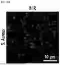 Fig. 53 - STRETCHABLE SEMICONDUCTOR FILM WITH BIOCOMPATIBILITY AND BIO-IMPLANTABLE ELECTRONIC DEVICE USING THE SAME