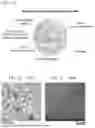 Fig. 02 - POLYMERIC NANOVACCINES AND USES THEREOF