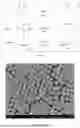 Fig. 03 - PROCESS FOR PREPARATION OF MONODISPERSE PARTICLES