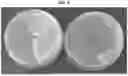 Fig. 04 - HIGH-THROUGHPUT METHODS FOR ISOLATING AND CHARACTERIZING AMMONIUM-EXCRETING MUTANT LIBRARIES GENERATED BY CHEMICAL MUTAGENESIS