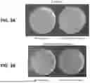 Fig. 05 - HIGH-THROUGHPUT METHODS FOR ISOLATING AND CHARACTERIZING AMMONIUM-EXCRETING MUTANT LIBRARIES GENERATED BY CHEMICAL MUTAGENESIS