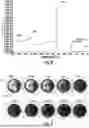 Fig. 09 - MATERIALS AND CONFIGURATIONS FOR PROTECTION OF OBJECTIVE MATERIALS