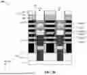 Fig. 22 - CHANNEL STRAIN ENHANCEMENT FOR STACKED MULTI-GATE DEVICES
