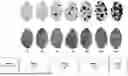 Fig. 01 - METHOD OF IDENTIFYING TARGET SPOT-RESISTANT GLYCINE PLANTS