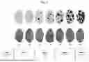 Fig. 02 - METHOD OF IDENTIFYING TARGET SPOT-RESISTANT GLYCINE PLANTS