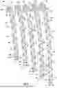 Fig. 05 - PERIPROSTHETIC BONE PLATE SYSTEMS
