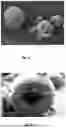 Fig. 02 - Powder Composition Based On Microparticles Embedding Nanoparticles For The Delivery Of Therapeutic/Diagnostic Compounds