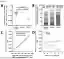 Fig. 50 - MATERIALS AND METHODS TO TREAT EPSTEIN-BARR VIRUS (EBV) AND EBV-INDUCED DISEASES