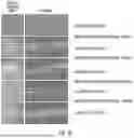 Fig. 09 - METHOD OF REDUCING CST FLUCTUATION IN NEOVASCULAR AMD BY A RECOMBINANT ADENO-ASSOCIATED VIRUS