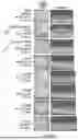 Fig. 45 - METHOD OF REDUCING CST FLUCTUATION IN NEOVASCULAR AMD BY A RECOMBINANT ADENO-ASSOCIATED VIRUS