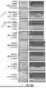 Fig. 59 - METHOD OF REDUCING CST FLUCTUATION IN NEOVASCULAR AMD BY A RECOMBINANT ADENO-ASSOCIATED VIRUS