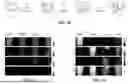 Fig. 06 - GAS-FILLED STRUCTURES AND RELATED COMPOSITIONS, METHODS AND SYSTEMS TO IMAGE A TARGET SITE