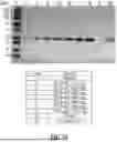 Fig. 22 - GAS-FILLED STRUCTURES AND RELATED COMPOSITIONS, METHODS AND SYSTEMS TO IMAGE A TARGET SITE