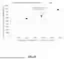 Fig. 35 - GAS-FILLED STRUCTURES AND RELATED COMPOSITIONS, METHODS AND SYSTEMS TO IMAGE A TARGET SITE