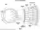 Fig. 02 - OCULAR PHOTO-BIO-STIMULATION