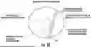 Fig. 49 - OCULAR PHOTO-BIO-STIMULATION