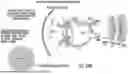Fig. 64 - OCULAR PHOTO-BIO-STIMULATION