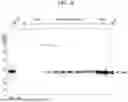Fig. 07 - RECOMBINANT PROTEIN COMPRISING PROTEIN DERIVED FROM FOOT-AND-MOUTH DISEASE VIRUS TYPE O CAPSID PROTEIN AND SFC PROTEIN AND USE THEREOF